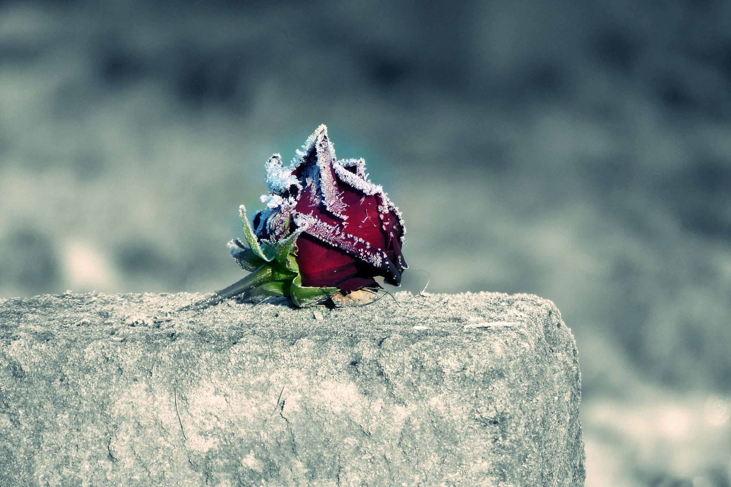 Eine Rose auf einem Stein.
